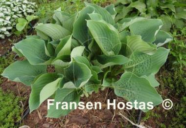 Hosta Chesapeake Bay