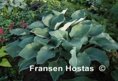 Hosta Chesapeake Bay