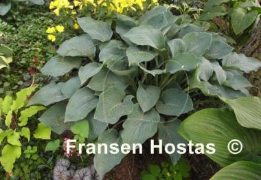 Hosta Chesapeake Bay