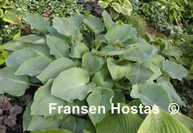 Hosta Chesapeake Bay