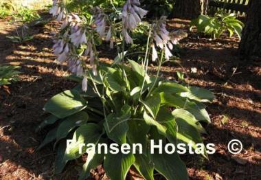 Hosta Chesapeake Bay
