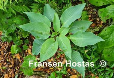 Hosta Chesapeake Bay