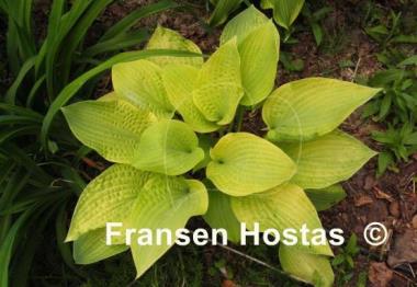 Hosta Chesterland Gold