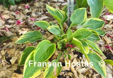 Hosta Chi-Town Classic