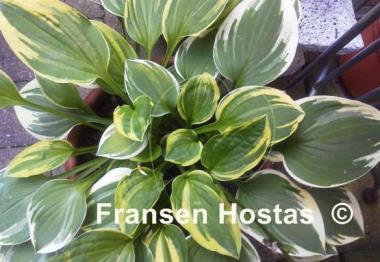 Hosta Chi-Town Classic