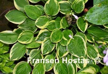 Hosta Chi-Town Classic