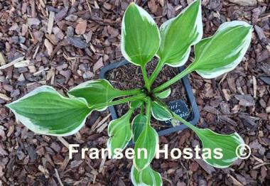 Hosta Chi-Town Classic