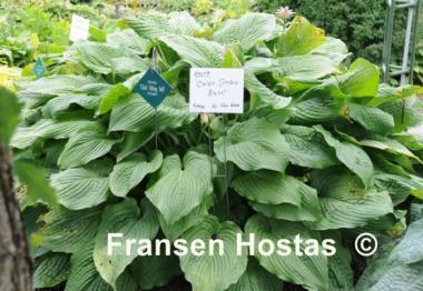 Hosta Chief Sitting Bull