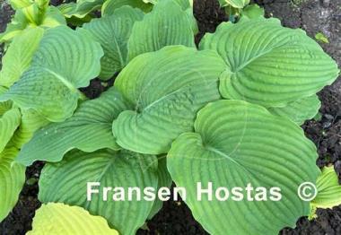 Hosta Chief Sitting Bull