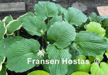 Hosta Chief Sitting Bull