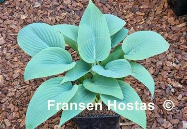 Hosta Chiemsee Blaue Taube