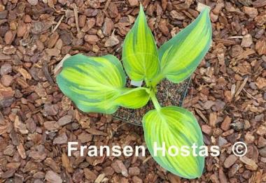 Hosta Chiemsee Class