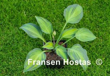 Hosta Chiemsee Class