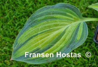 Hosta Chiemsee Class