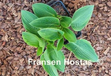 Hosta Chiemsee Eisvogel
