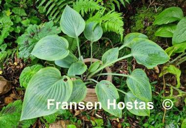 Hosta Chiemsee Eisvogel
