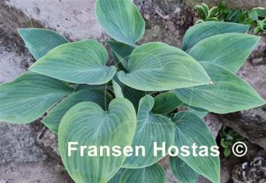 Hosta Chiemsee Eisvogel