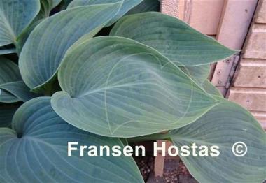 Hosta Chiemsee Eisvogel