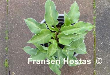 Hosta Chiemsee Tricky Twiggie