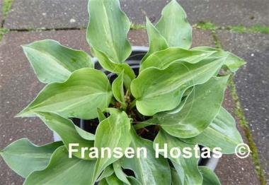Hosta Chiemsee Tricky Twiggie