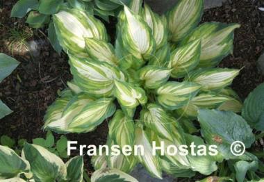 Hosta Child of the Queen