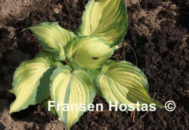Hosta Child of the Queen