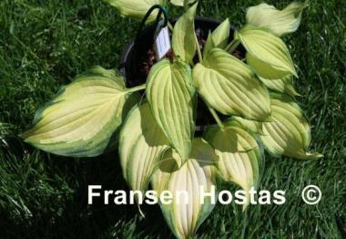Hosta Child of the Queen