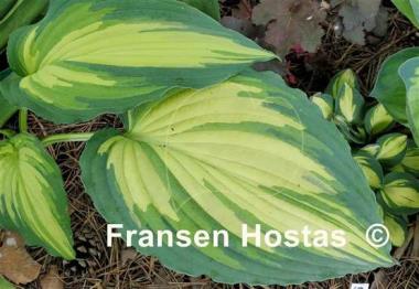 Hosta Child of the Queen
