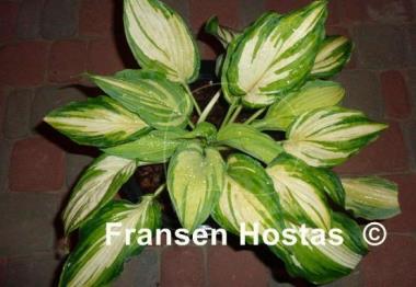 Hosta Child of the Queen