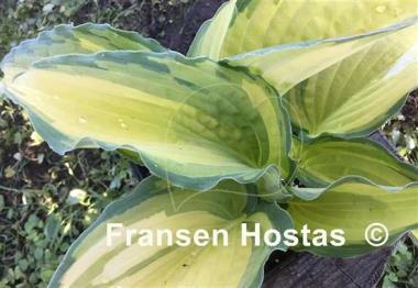 Hosta Child of the Queen