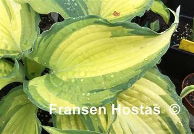 Hosta Child of the Queen