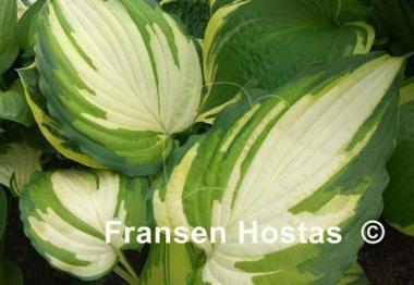 Hosta Child of the Queen