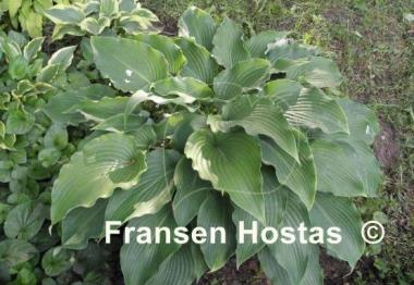 Hosta Childhood Fantasy