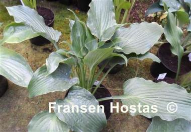 Hosta Childhood Fantasy