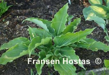 Hosta Childhood Fantasy