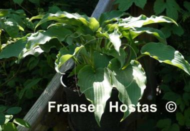 Hosta Childhood Fantasy