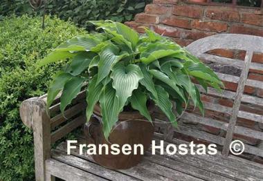 Hosta Childhood Fantasy