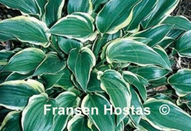 Hosta Childhood Sweetheart