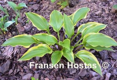 Hosta Childhood Sweetheart