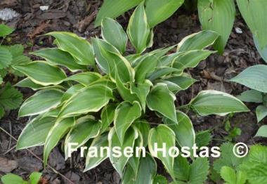 Hosta Childhood Sweetheart