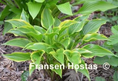 Hosta Childhood Sweetheart