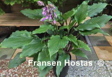 Hosta China Girl