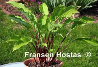 Hosta China Girl