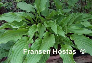 Hosta China Girl