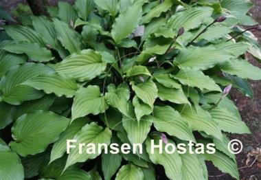 Hosta China Girl