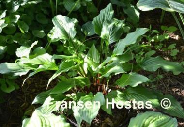 Hosta China Girl