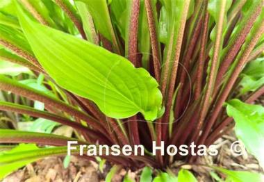 Hosta China Girl