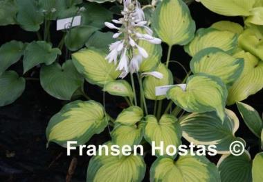 Hosta Chinese Dragon