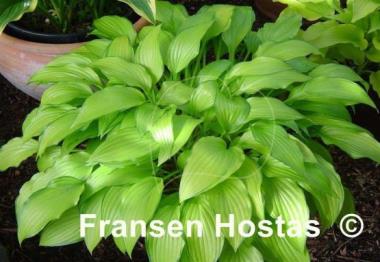 Hosta Chinese Sunrise
