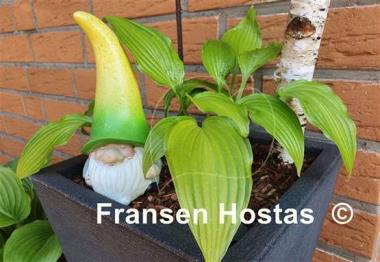 Hosta Chinese Sunrise